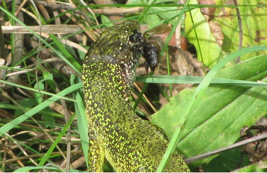 Lacerta bilineata femmina?